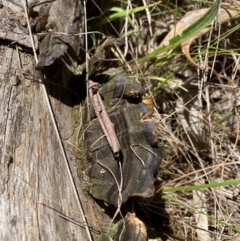 Unidentified Fungus at Emu Creek - 19 Jan 2024 by JohnGiacon