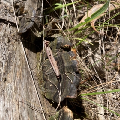 Unverified Fungus - 19 Jan 2024 by JohnGiacon