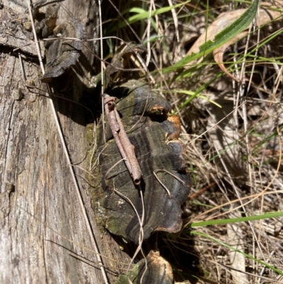 Unidentified Fungus at Emu Creek Belconnen (ECB) - 19 Jan 2024 by JohnGiacon