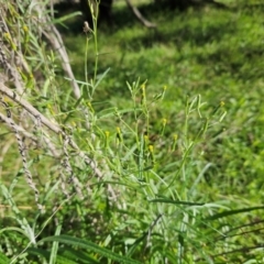 Senecio quadridentatus (Cotton Fireweed) at Whitlam, ACT - 3 May 2023 by sangio7