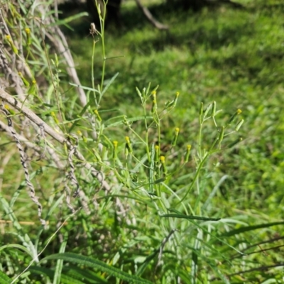 Senecio quadridentatus (Cotton Fireweed) at Whitlam, ACT - 3 May 2023 by sangio7