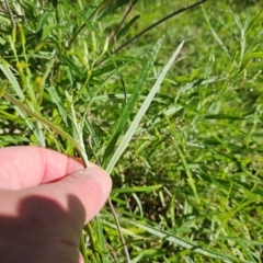 Senecio quadridentatus at The Pinnacle - 4 May 2023 09:53 AM