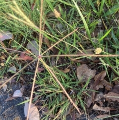 Chloris truncata (Windmill Grass) at Flea Bog Flat, Bruce - 18 Jan 2024 by JohnGiacon