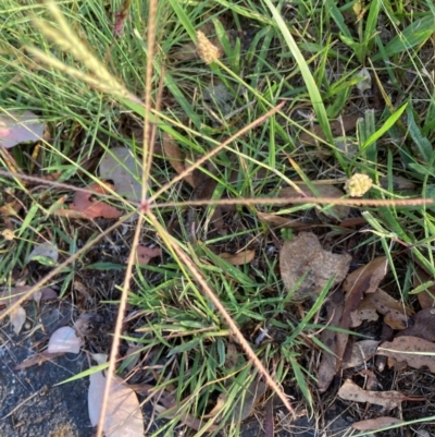 Chloris truncata (Windmill Grass) at Bruce Ridge to Gossan Hill - 19 Jan 2024 by JohnGiacon