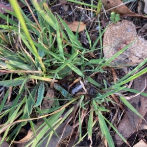 Chloris truncata at Bruce Ridge to Gossan Hill - 19 Jan 2024 07:12 AM