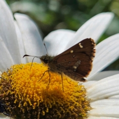 Dispar compacta (Barred Skipper) at Braidwood, NSW - 18 Jan 2024 by MatthewFrawley