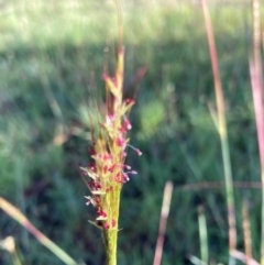 Bothriochloa macra (Red Grass, Red-leg Grass) at Bruce, ACT - 18 Jan 2024 by JohnGiacon