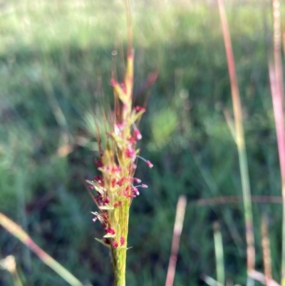 Bothriochloa macra (Red Grass, Red-leg Grass) at Bruce Ridge to Gossan Hill - 19 Jan 2024 by JohnGiacon