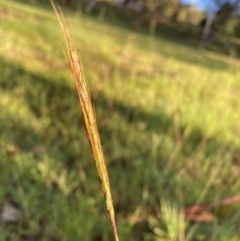 Bothriochloa macra at Bruce Ridge to Gossan Hill - 19 Jan 2024