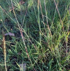 Bothriochloa macra at Bruce Ridge to Gossan Hill - 19 Jan 2024 07:11 AM