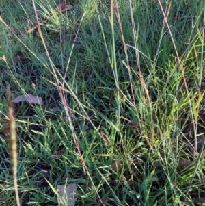 Bothriochloa macra at Bruce Ridge to Gossan Hill - 19 Jan 2024