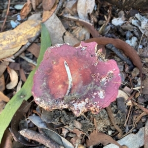 Russula sp. (genus) at Emu Creek Belconnen (ECB) - 18 Jan 2024 04:38 PM