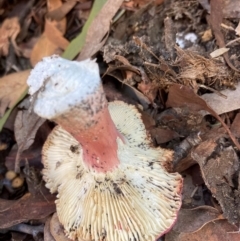 Russula sp. (genus) at Emu Creek Belconnen (ECB) - 18 Jan 2024 04:38 PM