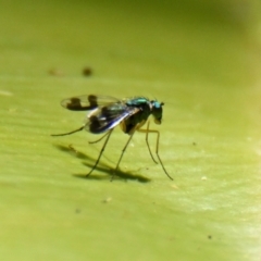 Austrosciapus connexus (Green long-legged fly) at ANBG - 18 Jan 2024 by Thurstan