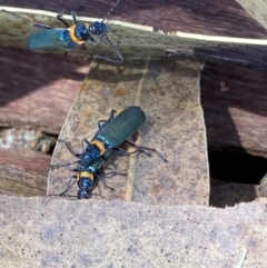 Chauliognathus lugubris (Plague Soldier Beetle) at Emu Creek - 18 Jan 2024 by JohnGiacon