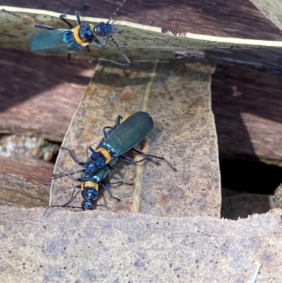 Chauliognathus lugubris (Plague Soldier Beetle) at Flea Bog Flat to Emu Creek Corridor - 18 Jan 2024 by JohnGiacon