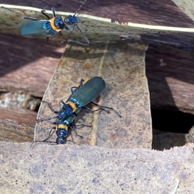 Chauliognathus lugubris (Plague Soldier Beetle) at Belconnen, ACT - 18 Jan 2024 by JohnGiacon