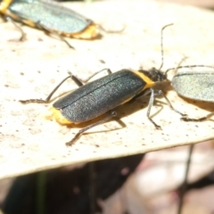 Chauliognathus lugubris at Flea Bog Flat to Emu Creek Corridor - 18 Jan 2024