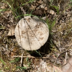 Amanita sp. (Amanita sp.) at Flea Bog Flat to Emu Creek Corridor - 18 Jan 2024 by JohnGiacon