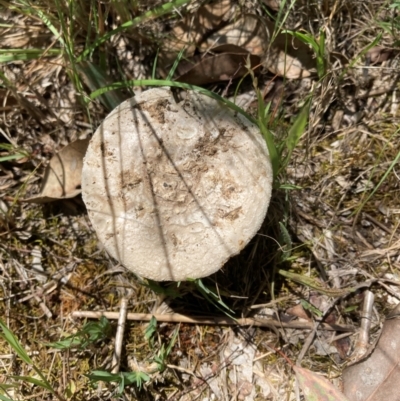 Amanita sp. (Amanita sp.) at Flea Bog Flat to Emu Creek Corridor - 18 Jan 2024 by JohnGiacon
