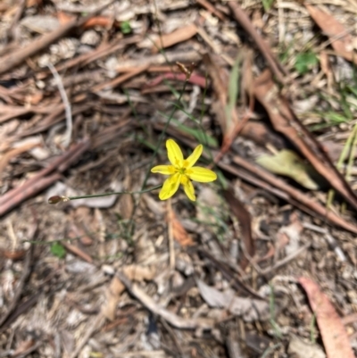 Tricoryne elatior (Yellow Rush Lily) at Bruce, ACT - 18 Jan 2024 by JohnGiacon