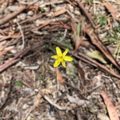 Tricoryne elatior (Yellow Rush Lily) at Bruce Ridge to Gossan Hill - 18 Jan 2024 by JohnGiacon
