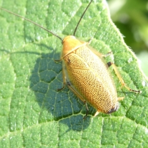 Ellipsidion humerale at Emu Creek Belconnen (ECB) - 18 Jan 2024