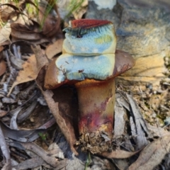 Unidentified Bolete - Fleshy texture, stem central (more-or-less) at Captains Flat, NSW - 19 Jan 2024 by Csteele4