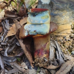 Bolete sp. at QPRC LGA - 19 Jan 2024 01:43 PM