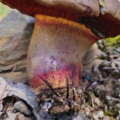 Bolete sp. at QPRC LGA - 19 Jan 2024 01:43 PM