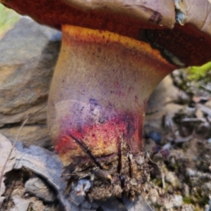 Bolete sp. at QPRC LGA - 19 Jan 2024 01:43 PM