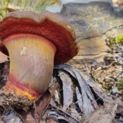 Bolete sp. at QPRC LGA - 19 Jan 2024