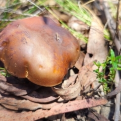 Bolete sp. at QPRC LGA - 19 Jan 2024