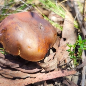 Bolete sp. at QPRC LGA - 19 Jan 2024