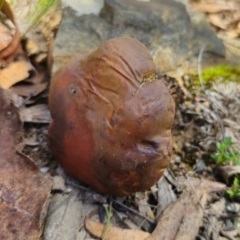 Bolete sp. at QPRC LGA - 19 Jan 2024