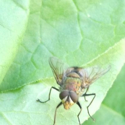 Rutilia sp. (genus) (A Rutilia bristle fly, subgenus unknown) at Belconnen, ACT - 18 Jan 2024 by JohnGiacon