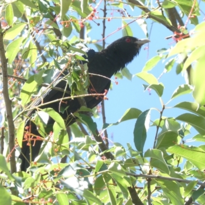 Eudynamys orientalis (Pacific Koel) at Flea Bog Flat to Emu Creek Corridor - 18 Jan 2024 by JohnGiacon