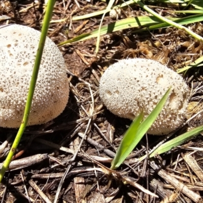 Lycoperdon sp. (Puffball) at Throsby, ACT - 18 Jan 2024 by Eirheart