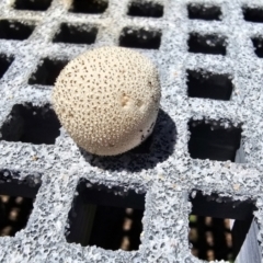 Lycoperdon sp. at Throsby, ACT - 18 Jan 2024