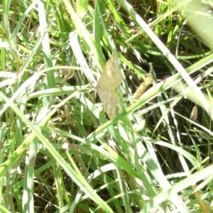 Scopula rubraria at Emu Creek Belconnen (ECB) - 18 Jan 2024