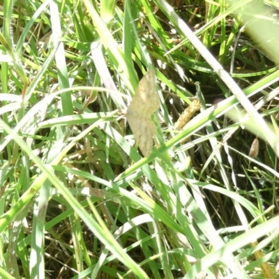 Scopula rubraria (Reddish Wave, Plantain Moth) at Emu Creek - 17 Jan 2024 by JohnGiacon
