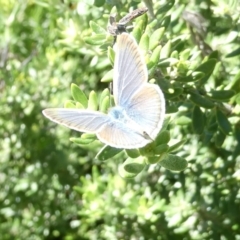 Zizina otis (Common Grass-Blue) at Emu Creek - 17 Jan 2024 by JohnGiacon