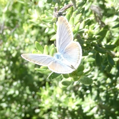 Zizina otis (Common Grass-Blue) at Emu Creek - 18 Jan 2024 by JohnGiacon