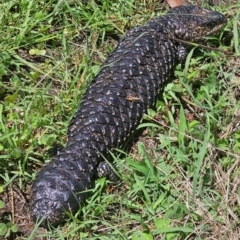 Tiliqua rugosa (Shingleback Lizard) at Throsby, ACT - 18 Jan 2024 by Eirheart