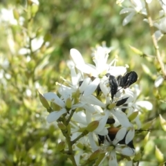 Mordellidae (family) (Unidentified pintail or tumbling flower beetle) at Belconnen, ACT - 18 Jan 2024 by JohnGiacon