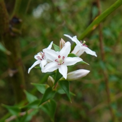 Epacris pulchella (Wallum Heath) at Booderee National Park - 17 Jan 2024 by RobG1