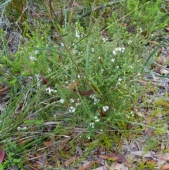 Epacris pulchella at Booderee National Park1 - 17 Jan 2024 12:02 PM