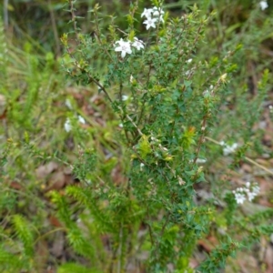 Epacris pulchella at Booderee National Park1 - 17 Jan 2024 12:02 PM