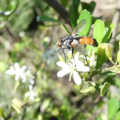 Cylindromyia sp. (genus) (Bristle fly) at Flea Bog Flat to Emu Creek Corridor - 17 Jan 2024 by JohnGiacon