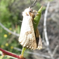 Epicoma melanosticta (Common Epicoma) at Emu Creek - 17 Jan 2024 by JohnGiacon